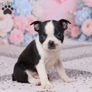 Bob, Boston Terrier Puppy